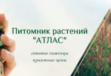 Photo of Растения, устойчивые к засухе