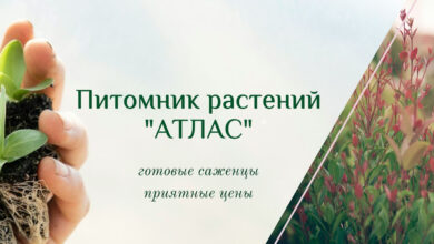 Photo of Растения, устойчивые к засухе